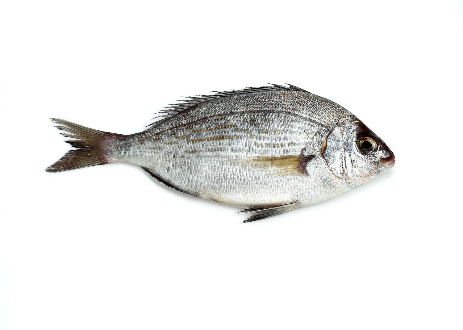 Dorade grise Griset aurexia1